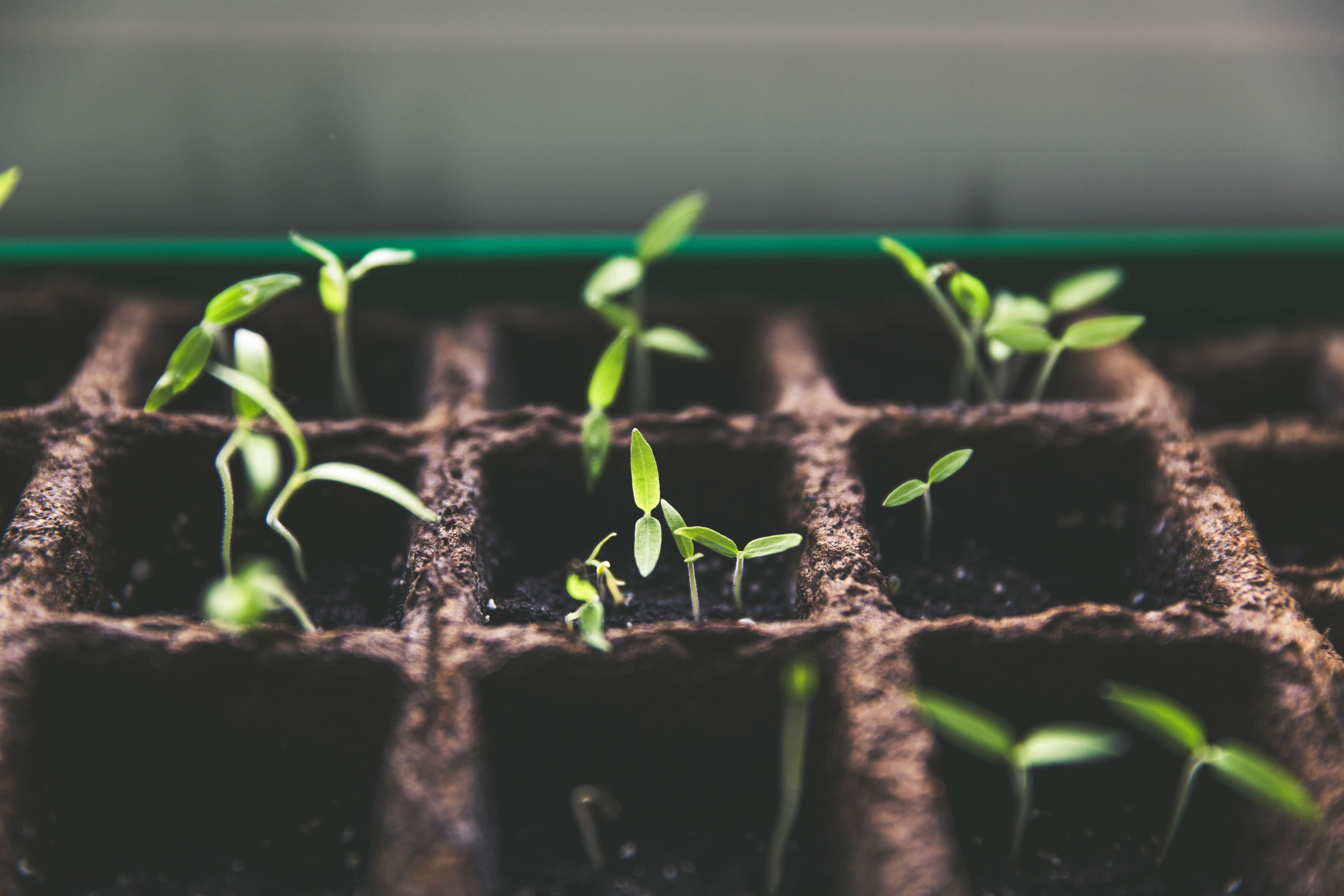 Seedlings