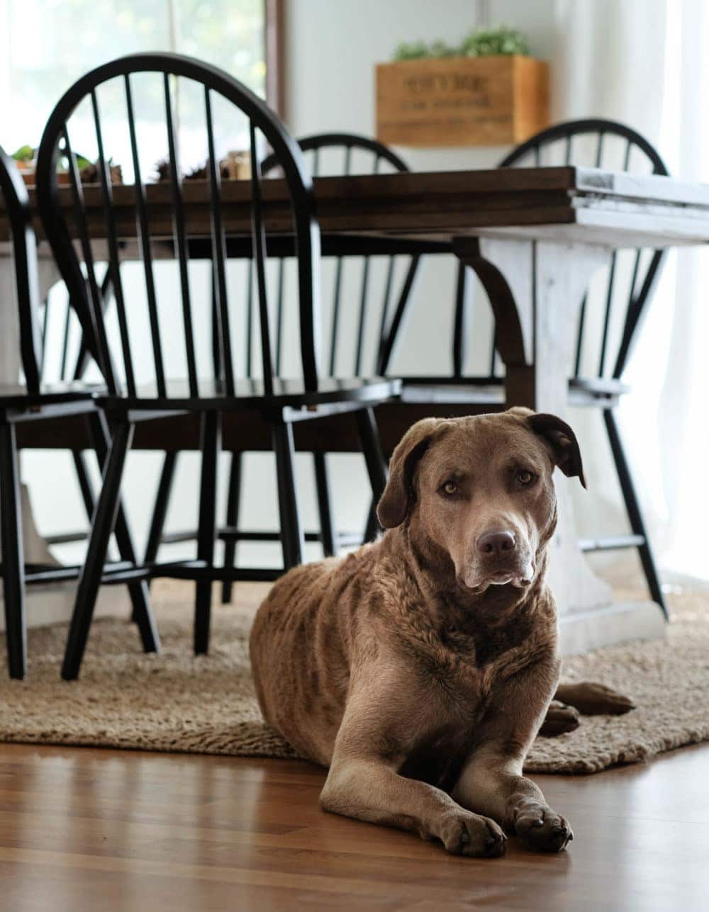 chesapeake bay retriever dog laying on jute rug