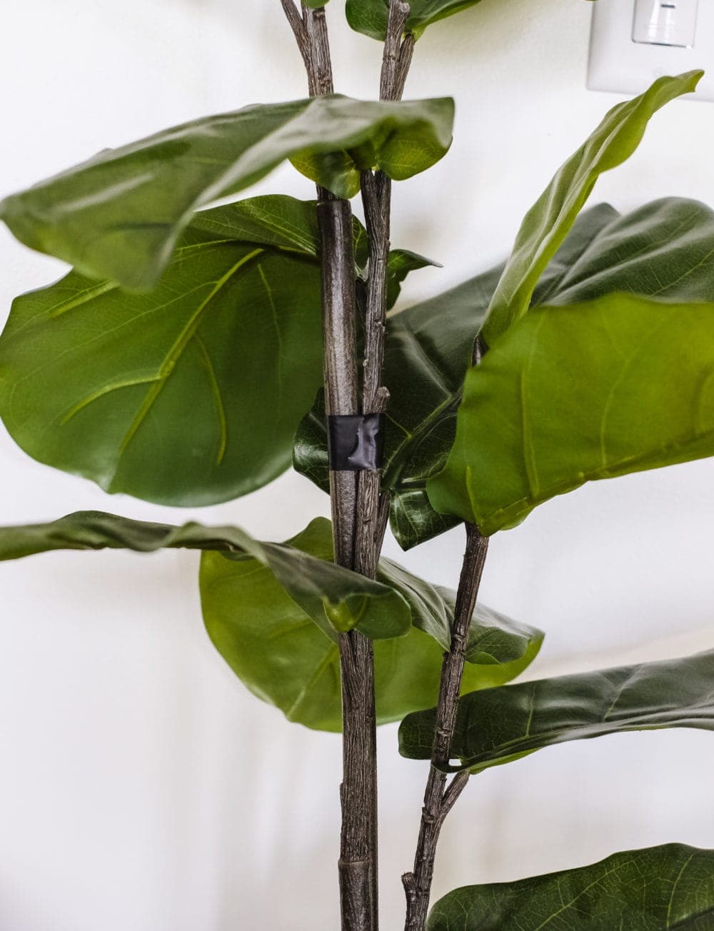 fiddle leaf fig branches taped together