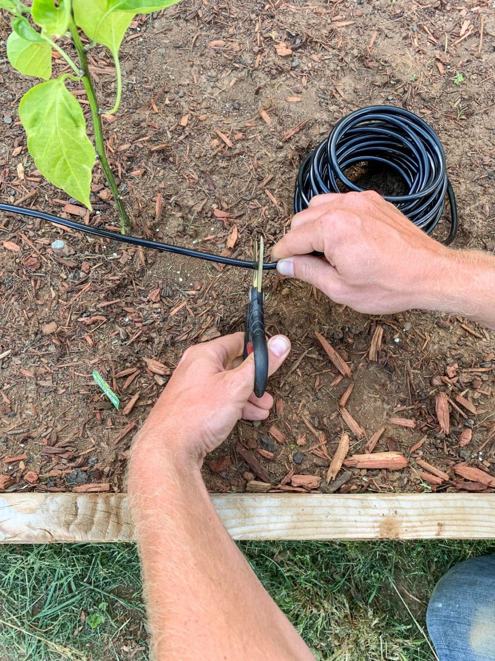 cutting 1/4" drip tubing with garden shears