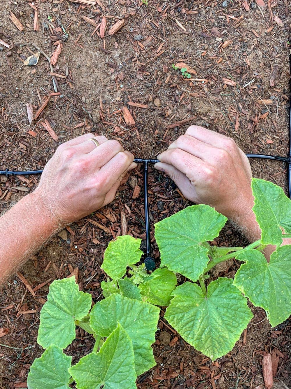 installing an automatic drip watering stystem