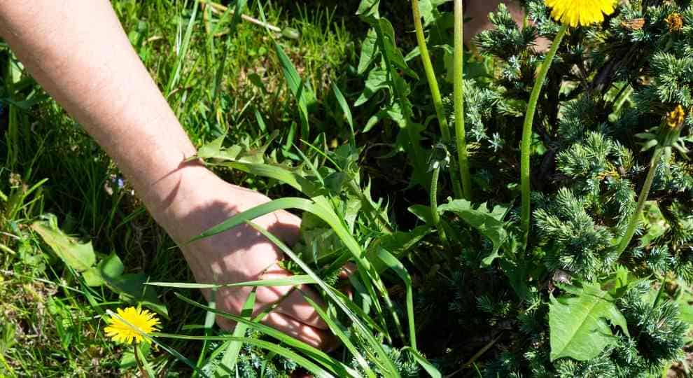 Dandelion weed