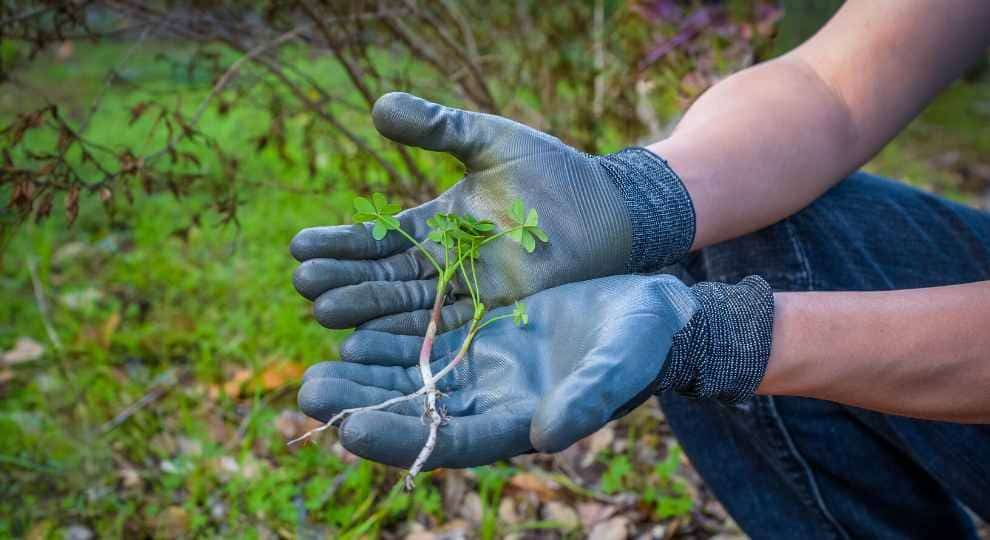 How to pull out weeds