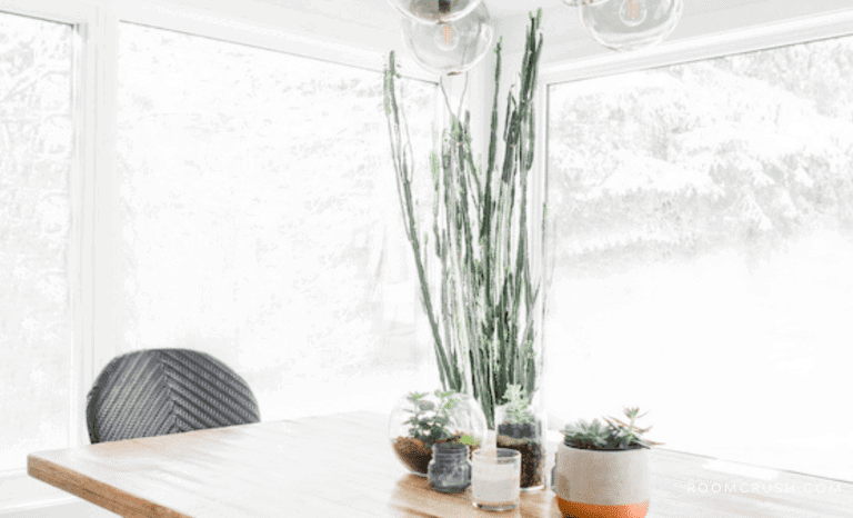 The Best Indoor Plants For Beginners