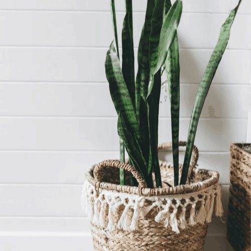 modern bohemian style Boho-plants