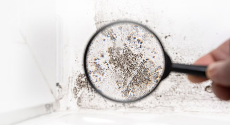 What Does Black Mold Look Like?