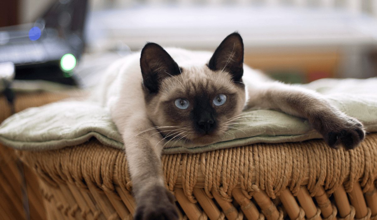 cat enjoying our picks for th ebest amazon-home-finds-for-pets